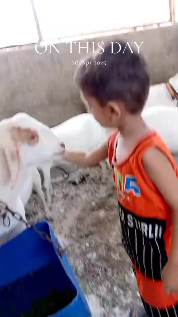 @Mustafa Goats