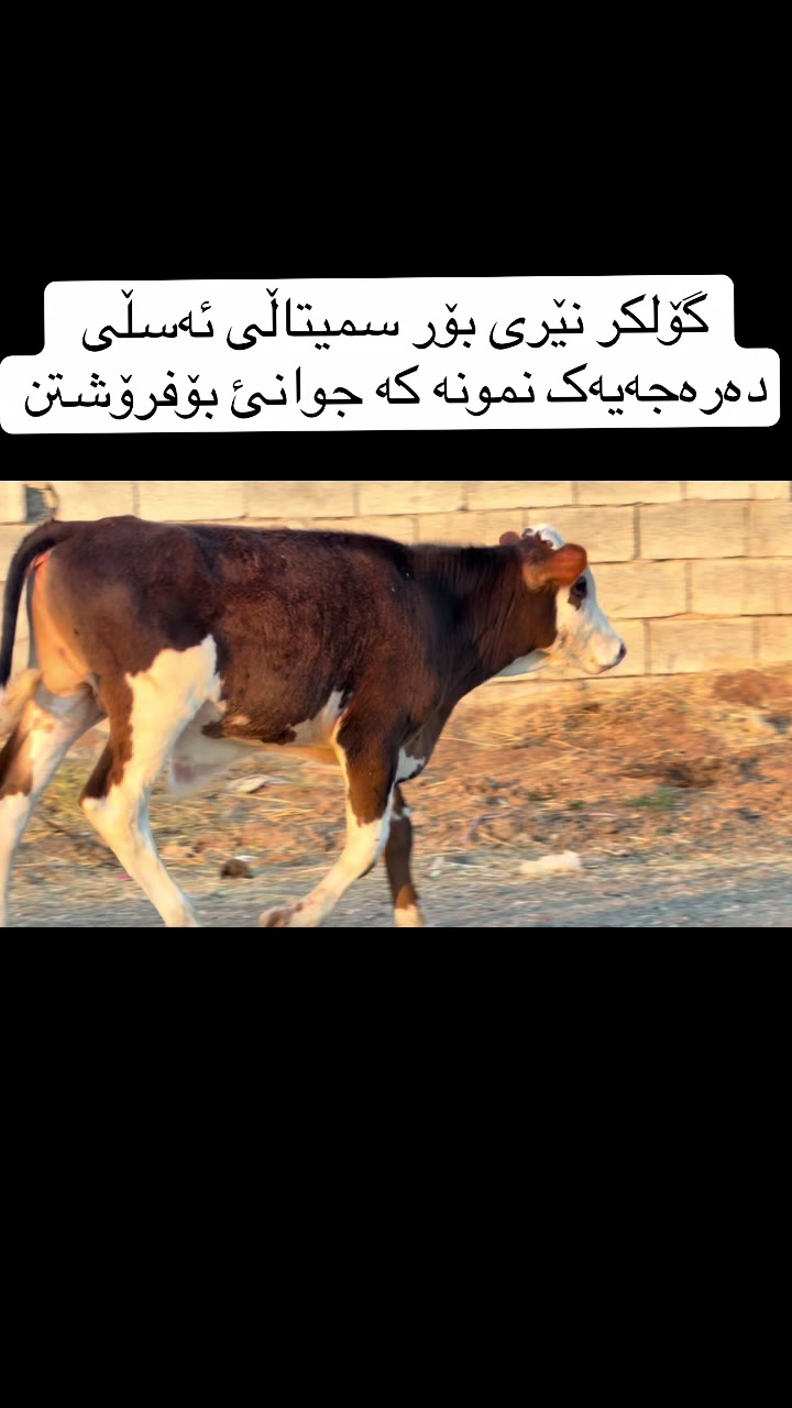 @مەیدانی ئاژەڵانی محمد 🐄🐂
