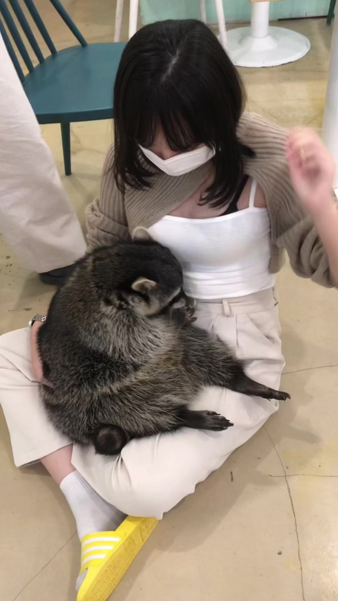 @미어캣족장