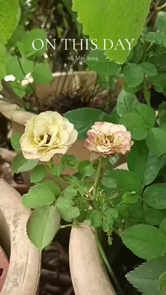@Sathia 83