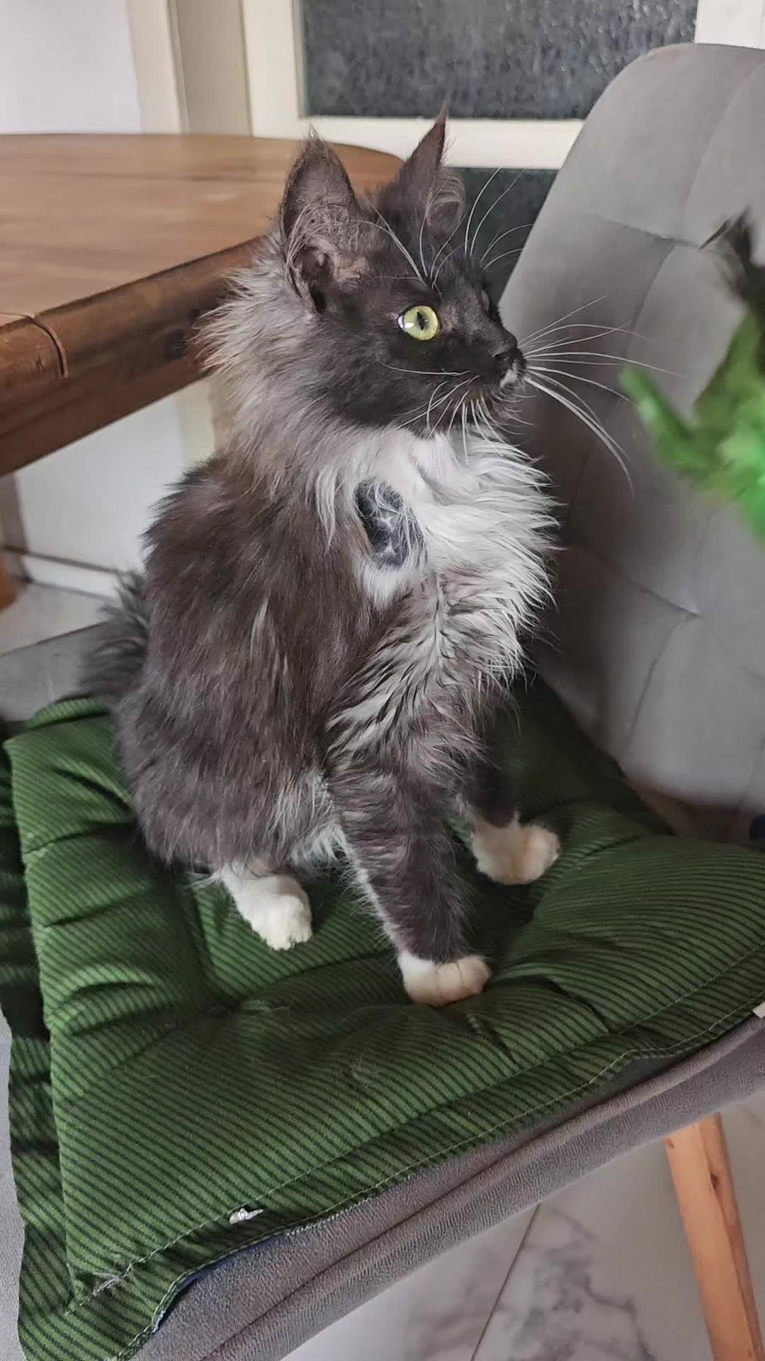 @Gentle Nature's Maine Coon