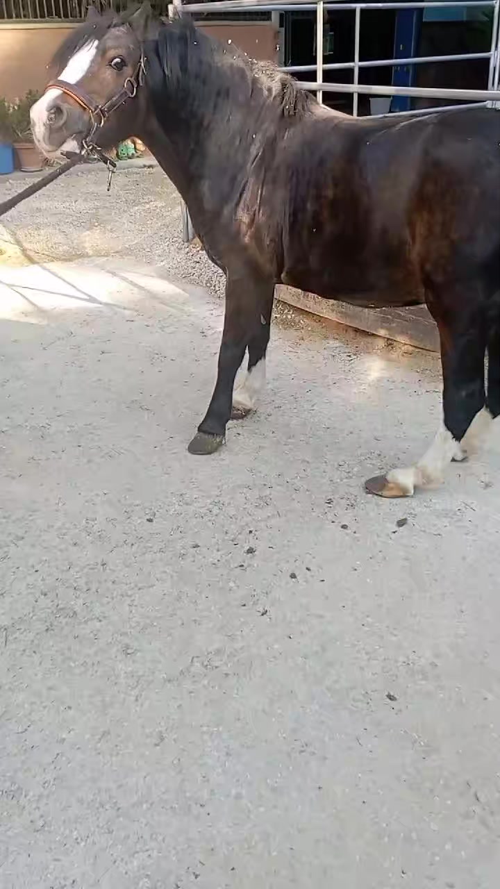 @pony show 🇮🇹🥇