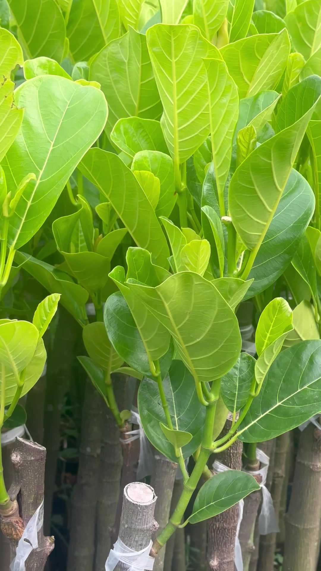 @Hùng Chương STCG Welofarm