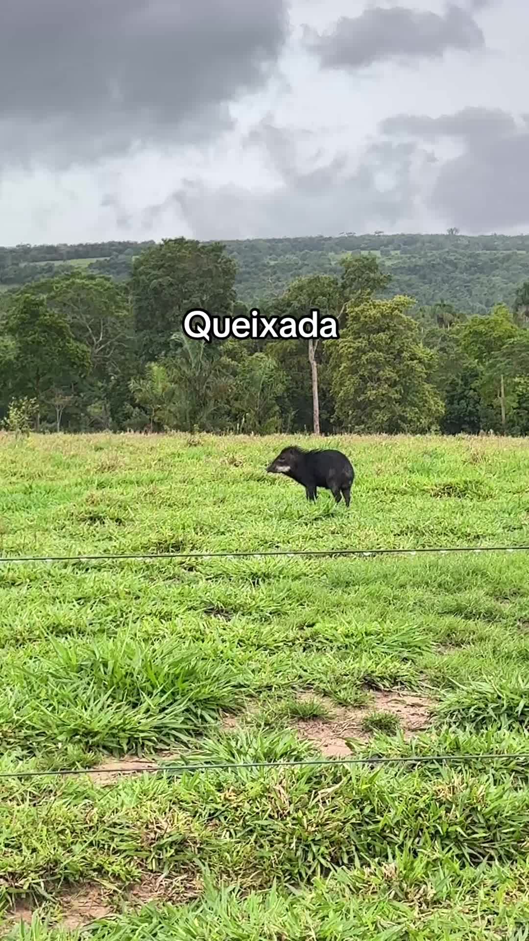 @Fernando