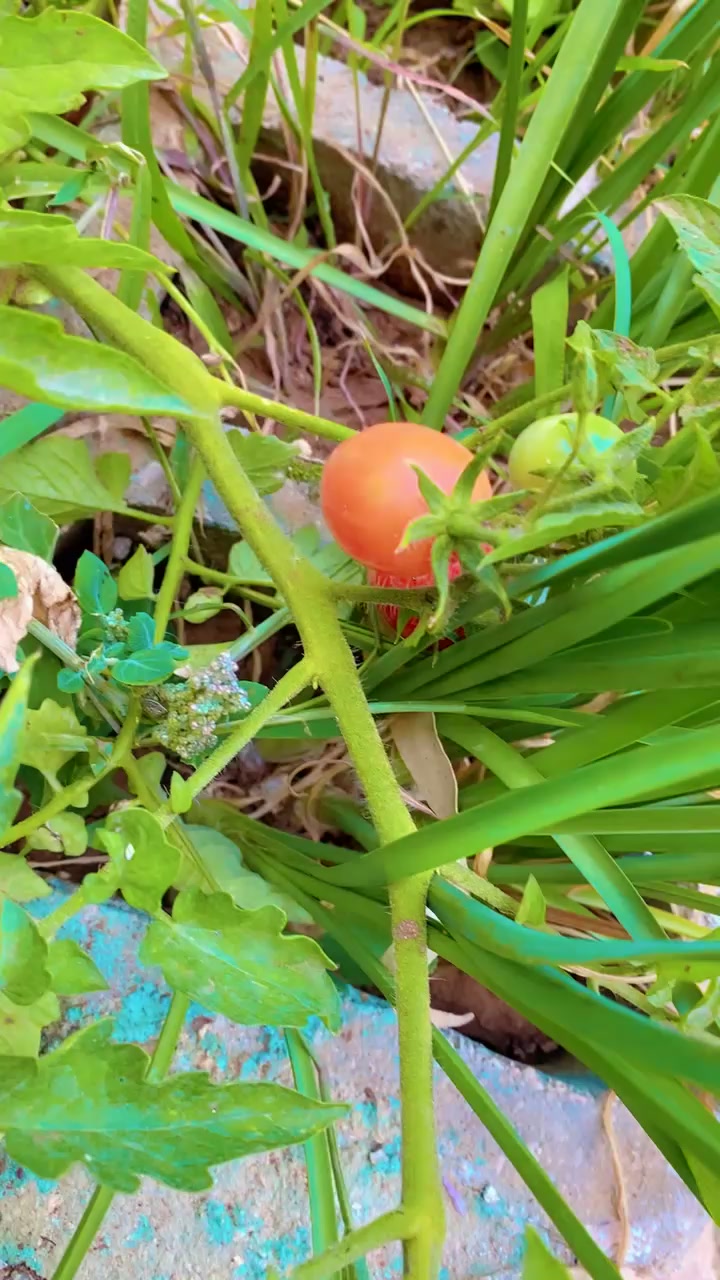 @توته ملتوته🍓☺️✌️