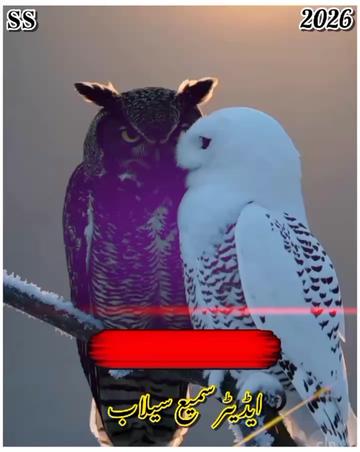 @꧁༺𝐬𝐚𝐦𝐢 𝐬𝐞𝐥𝐚𝐛༻꧂