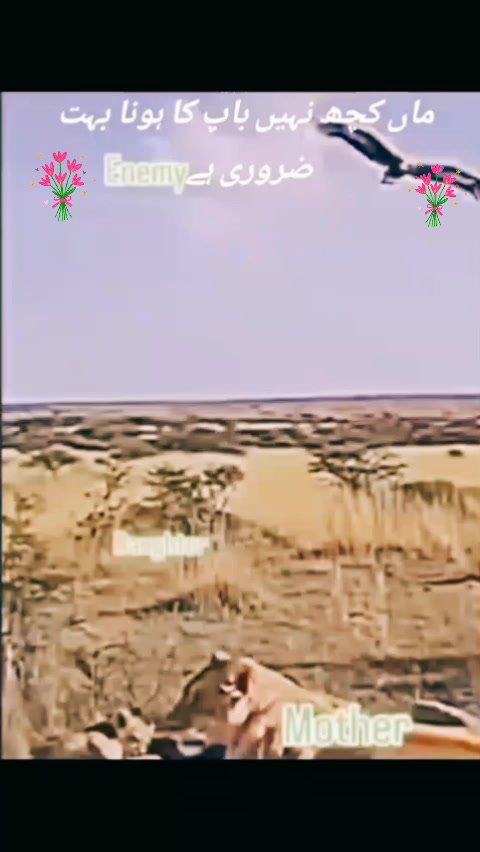 @محمد شفیق