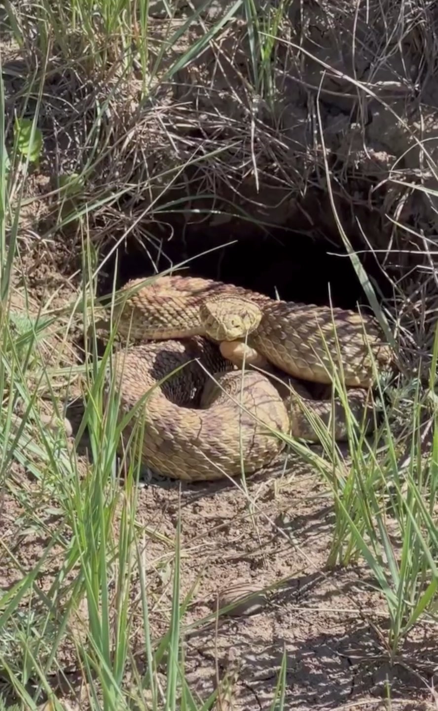 @MamoŞ tapaNn