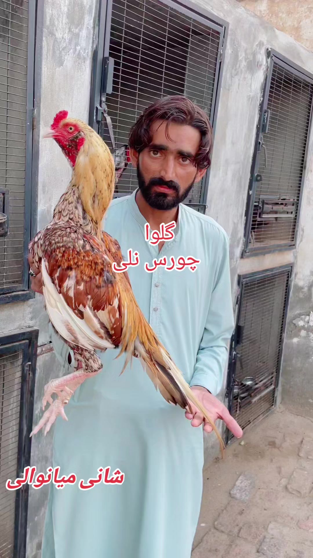 @Shani.Mianwali