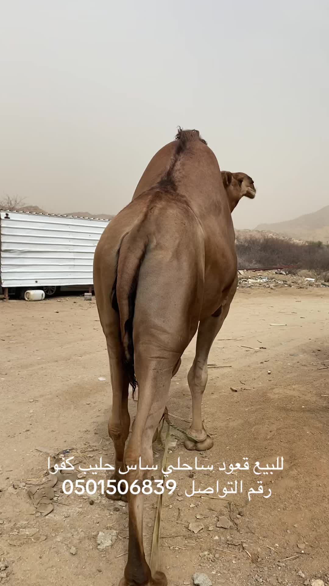 @سلطان الزهراني 702