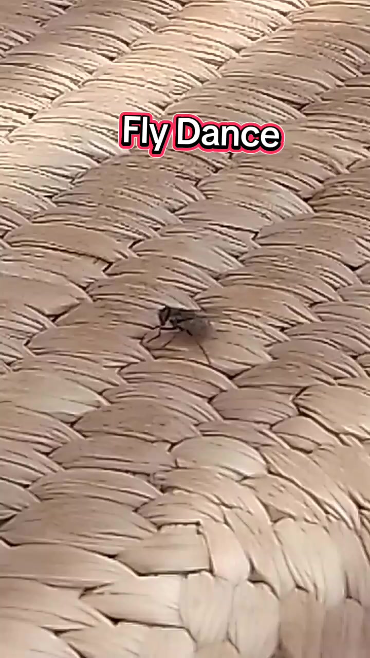 @𝔇𝔞𝔫