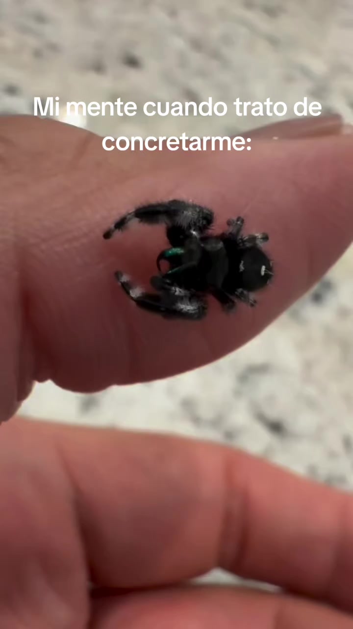 @Pandajadas!
