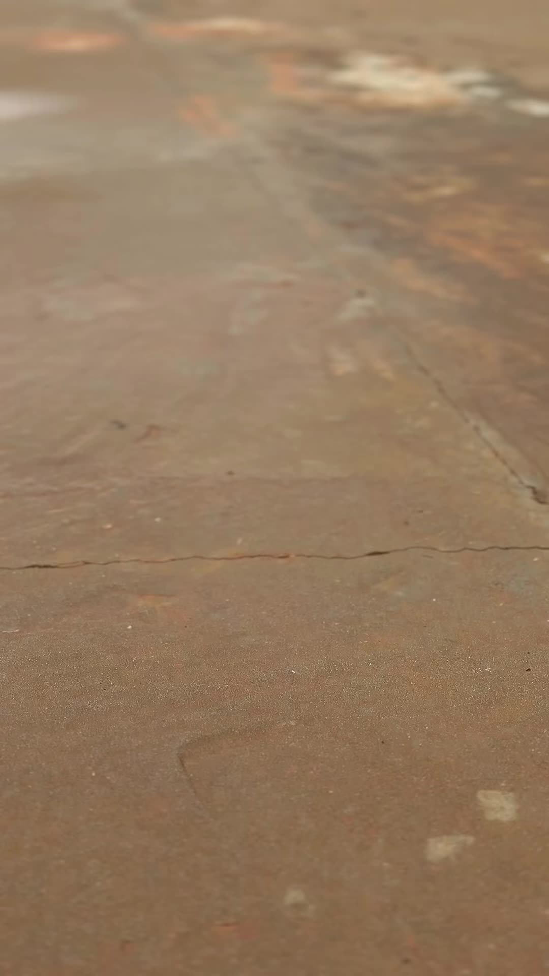 @هاني القيلوشي
