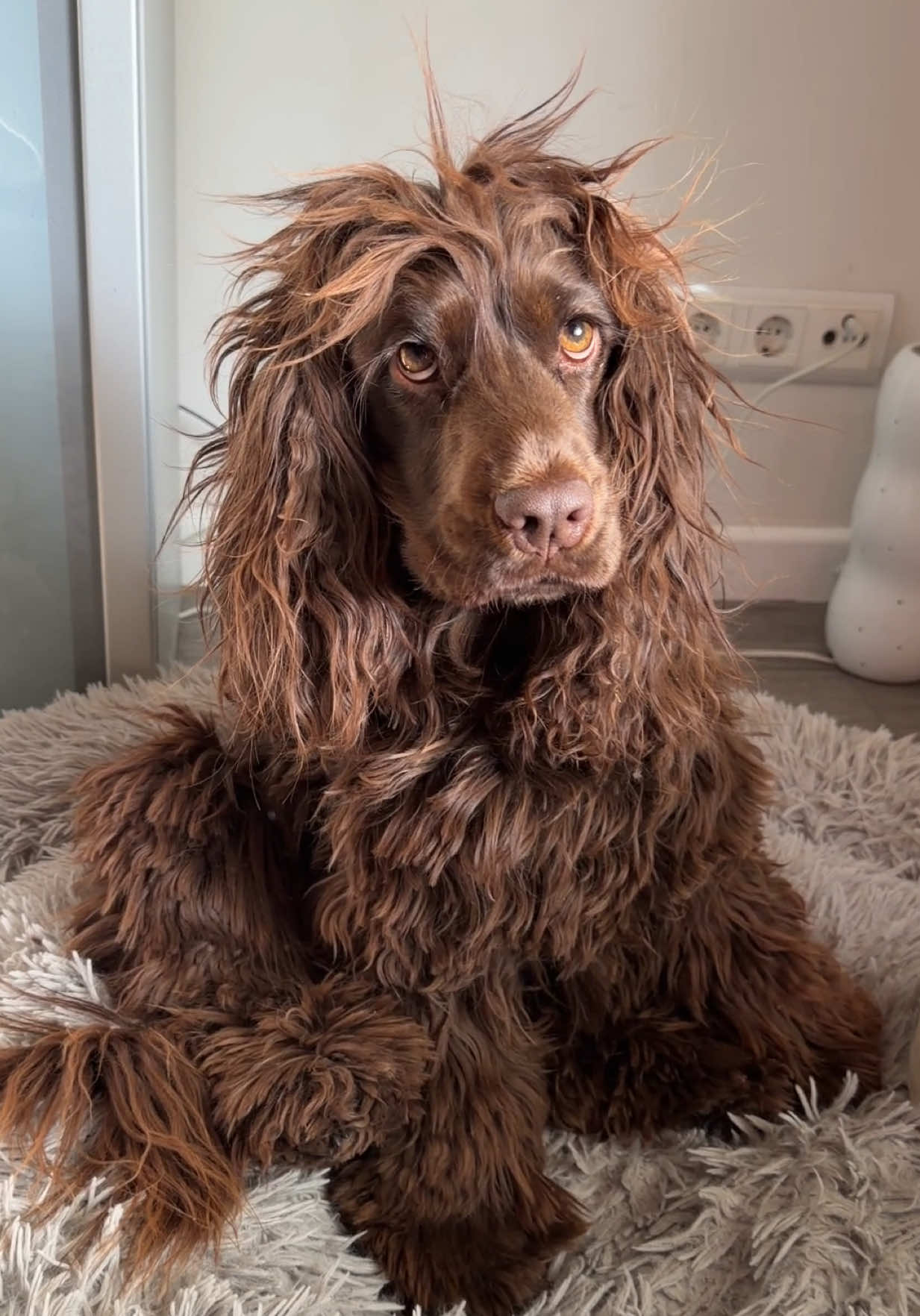 @Yoshi_der_Schokococker