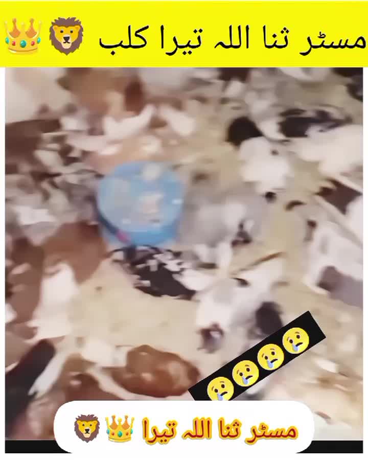 @ᴹʀ Ｓꪋⁿꪋ𝐮ไไꪋ𝚑