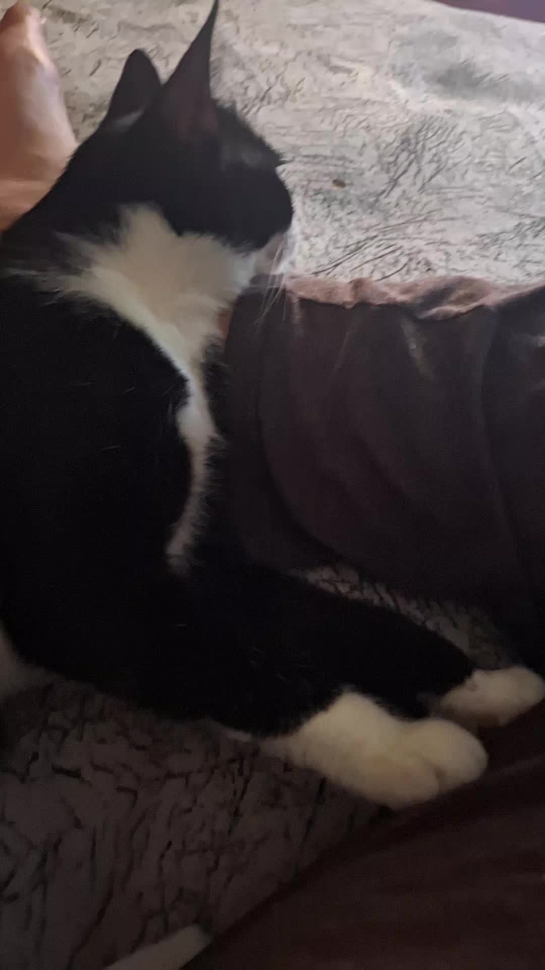 @lilythecat