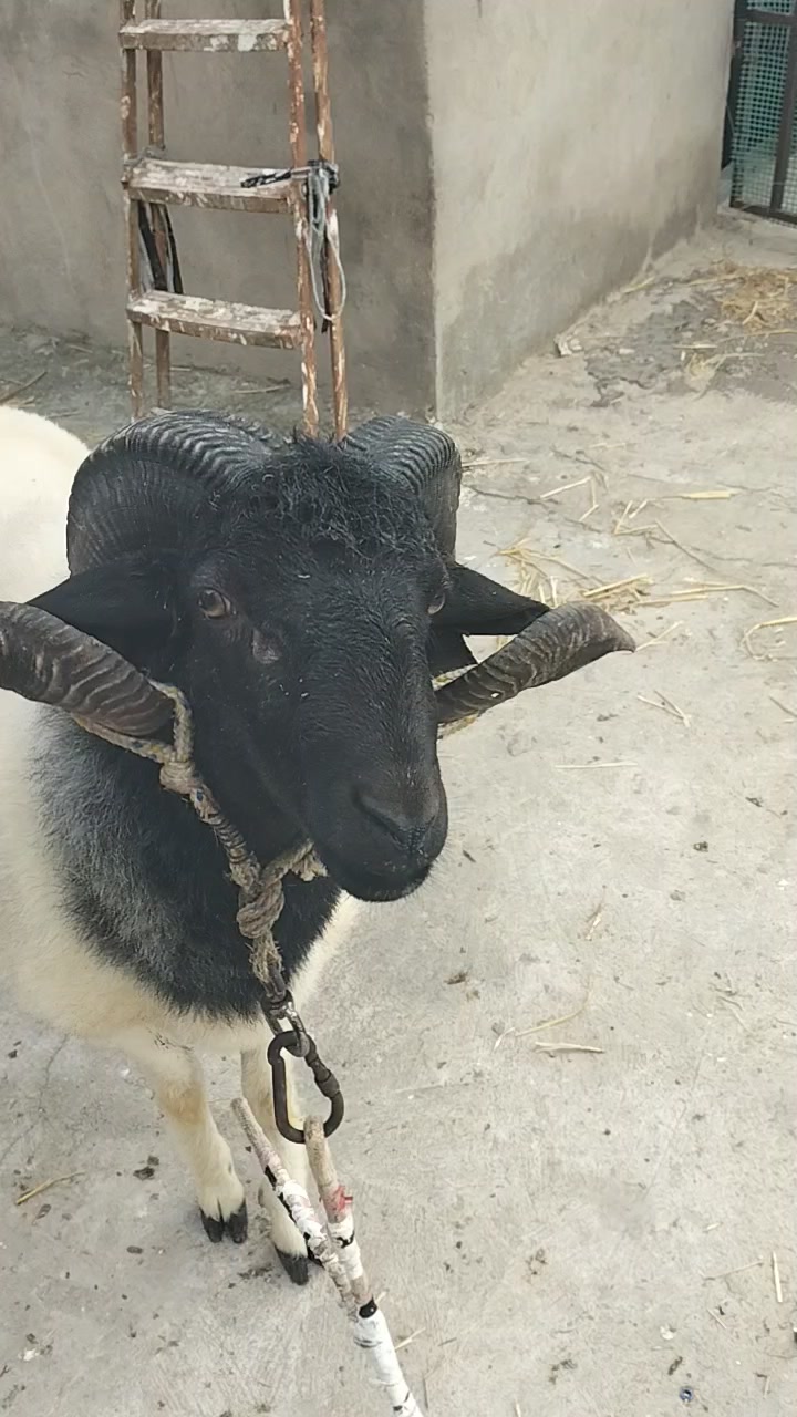 @😎😎 🐏🐏🫣🫣