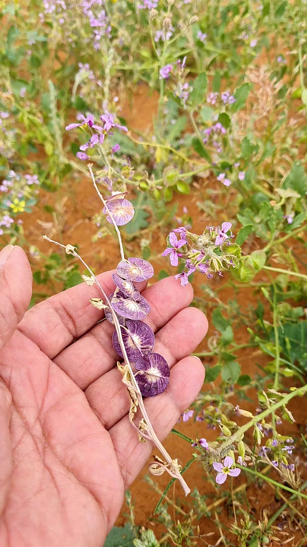 @userعبدالله العزام