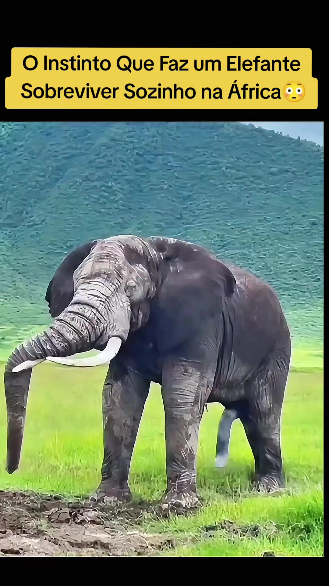 @Vida Animal Animada