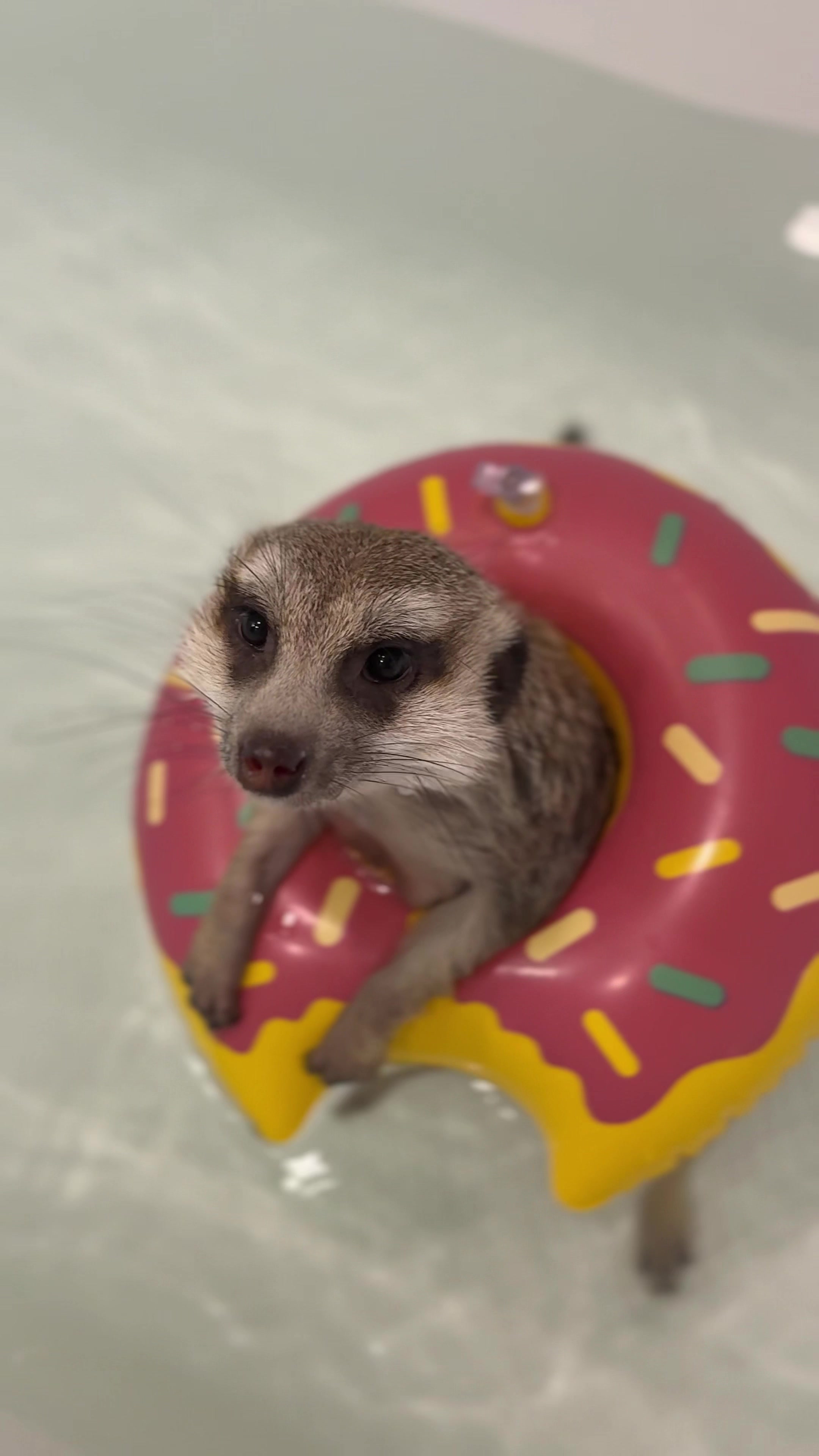 @TIMON THE MEERKAT