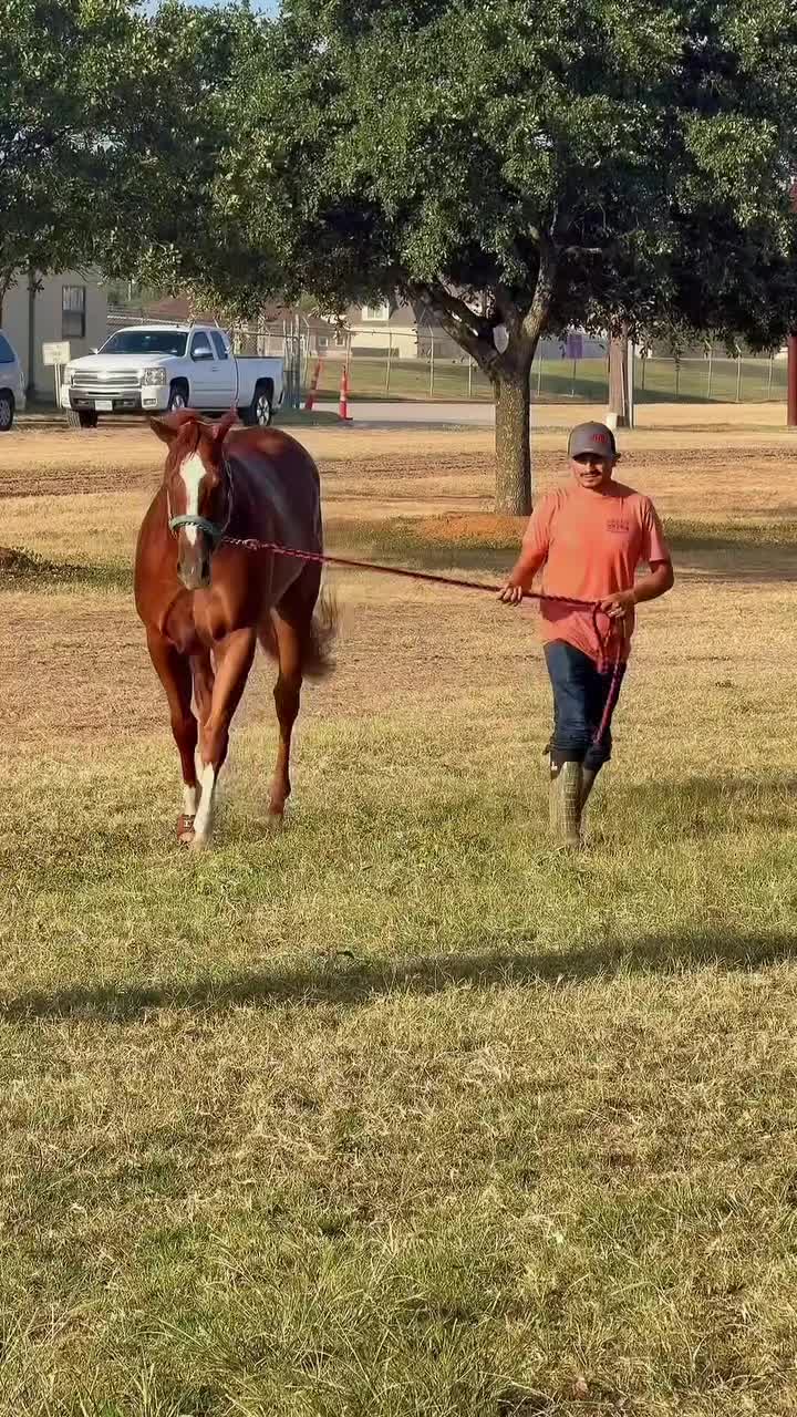 @carriles altos de jalisco🐎