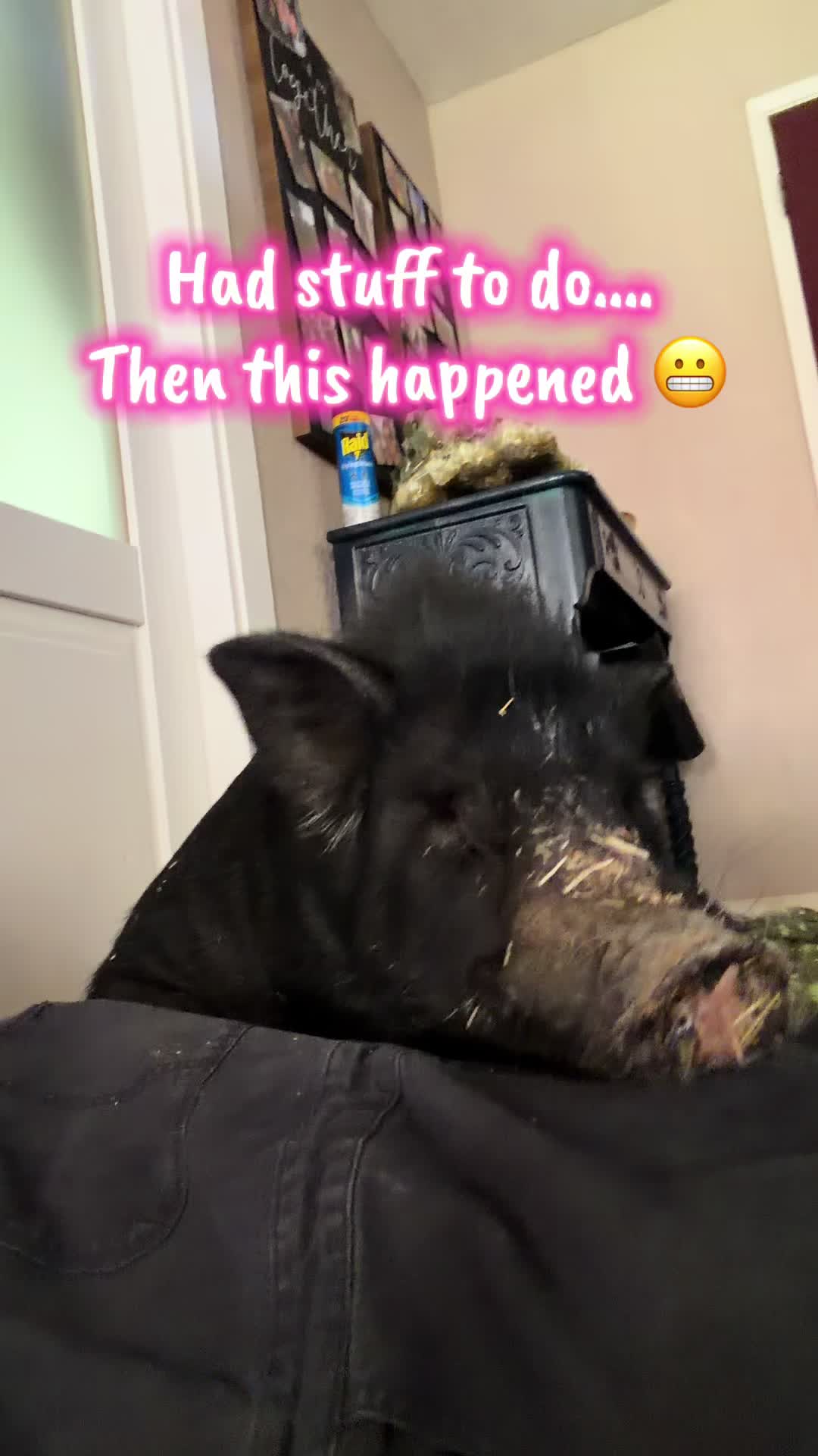 @Pig Luv Co