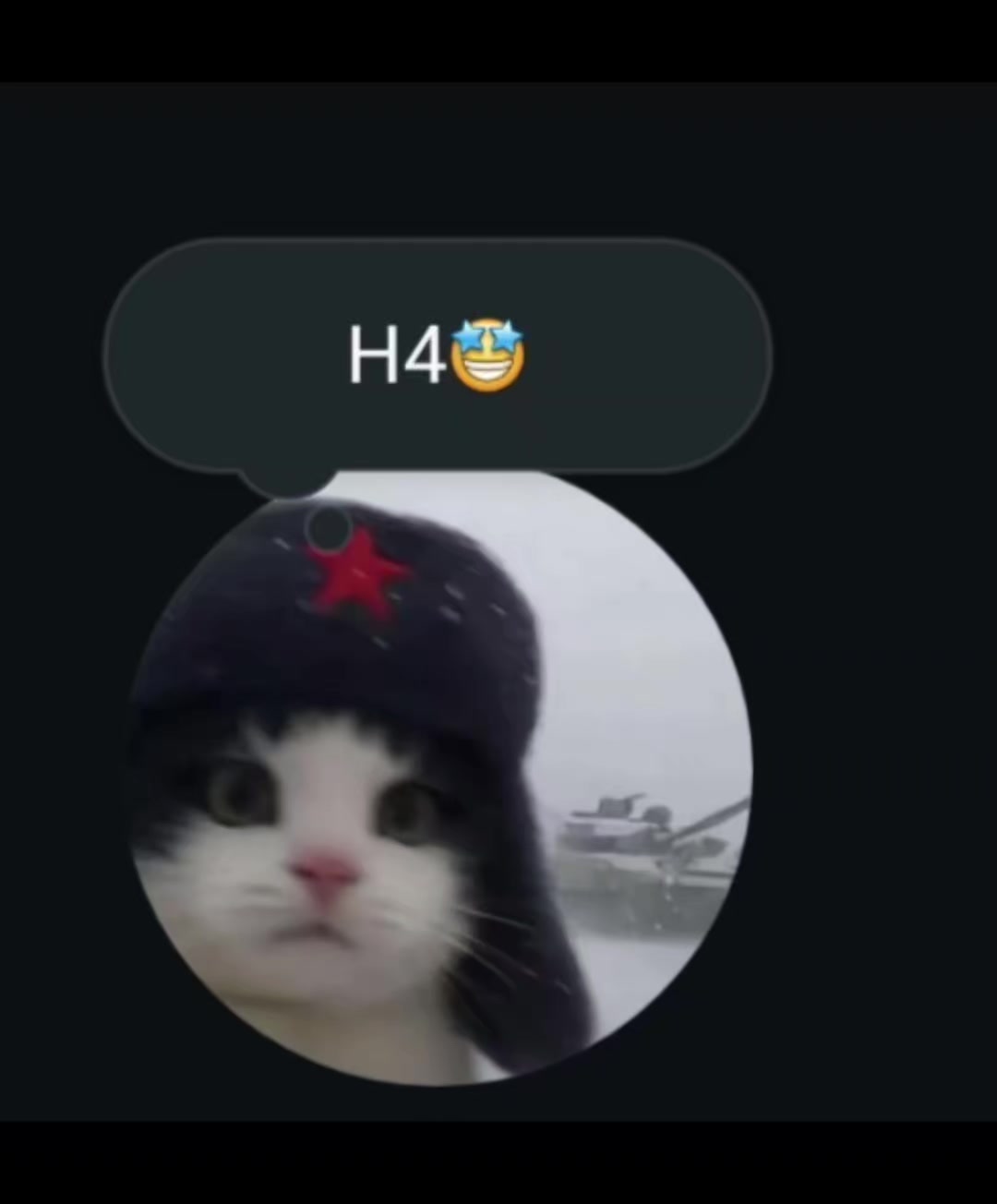 @gato de combate