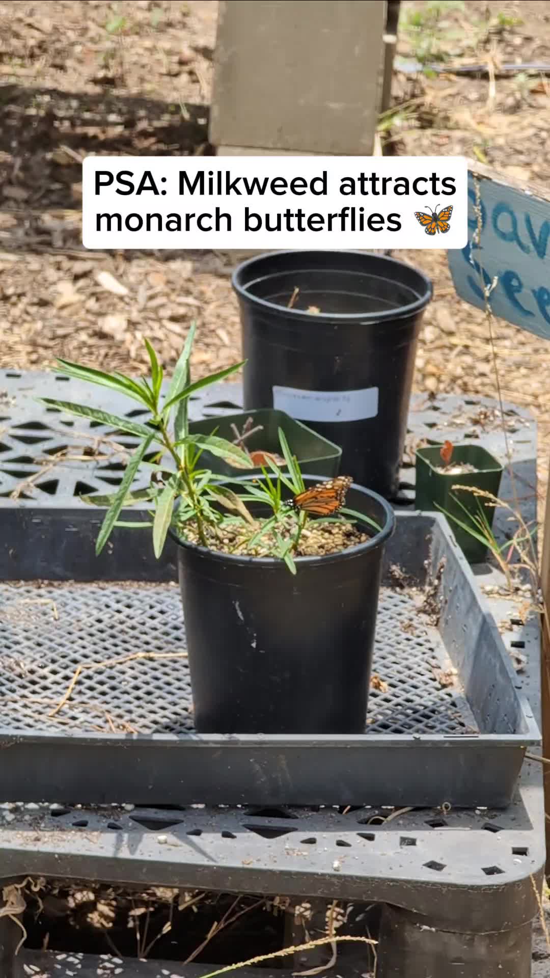 @🌱Plant Native Plants!🦋🐝