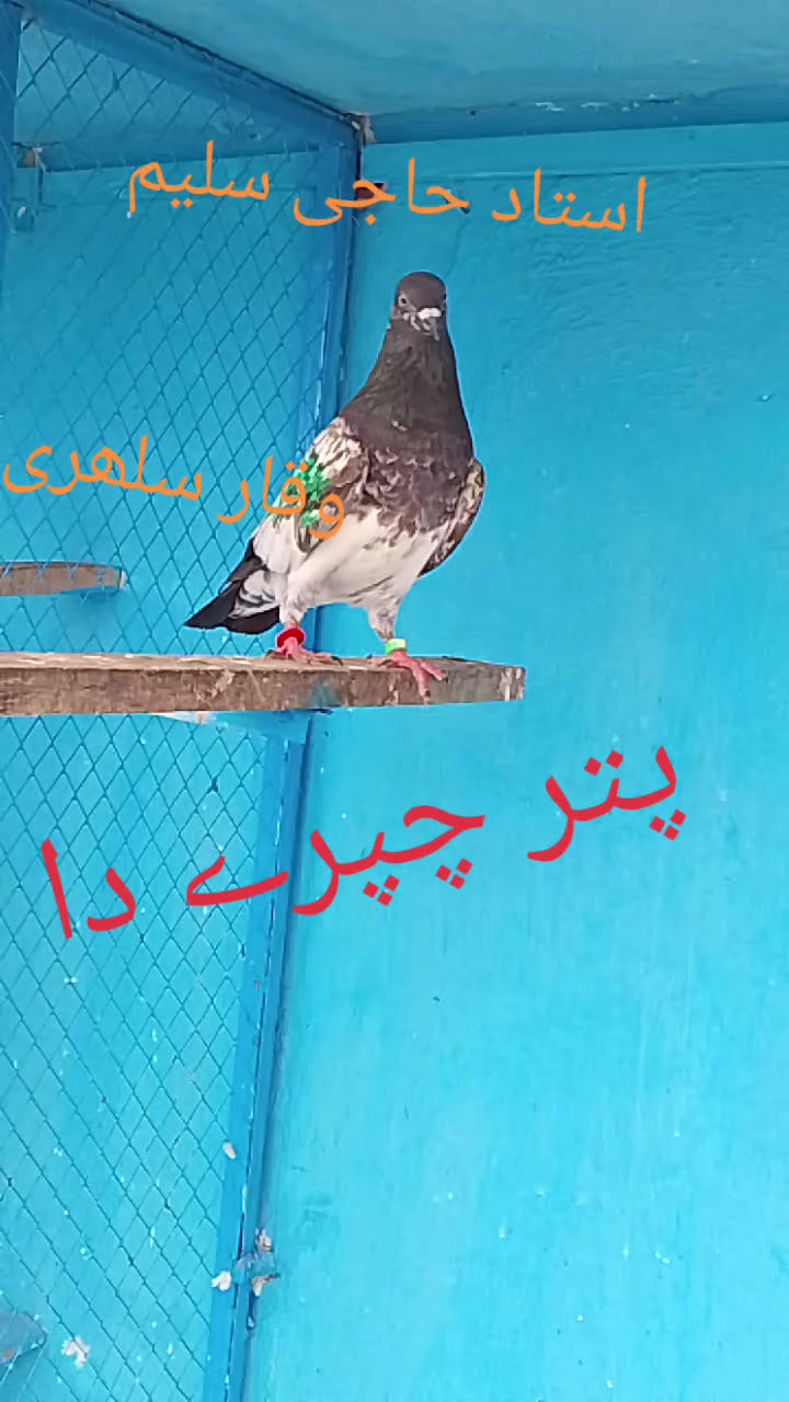 @waqarsulehri555