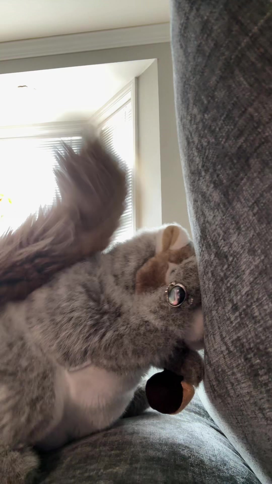 @Apple squirrel
