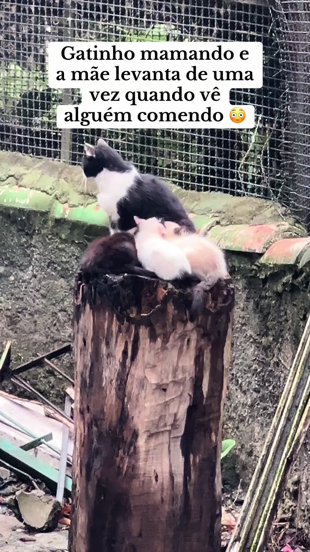 @Nill Sóliver