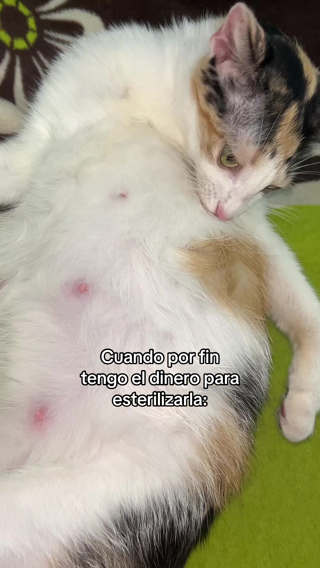 @𝓐𝓻𝓪𝓶𝔂 𝓡𝓿