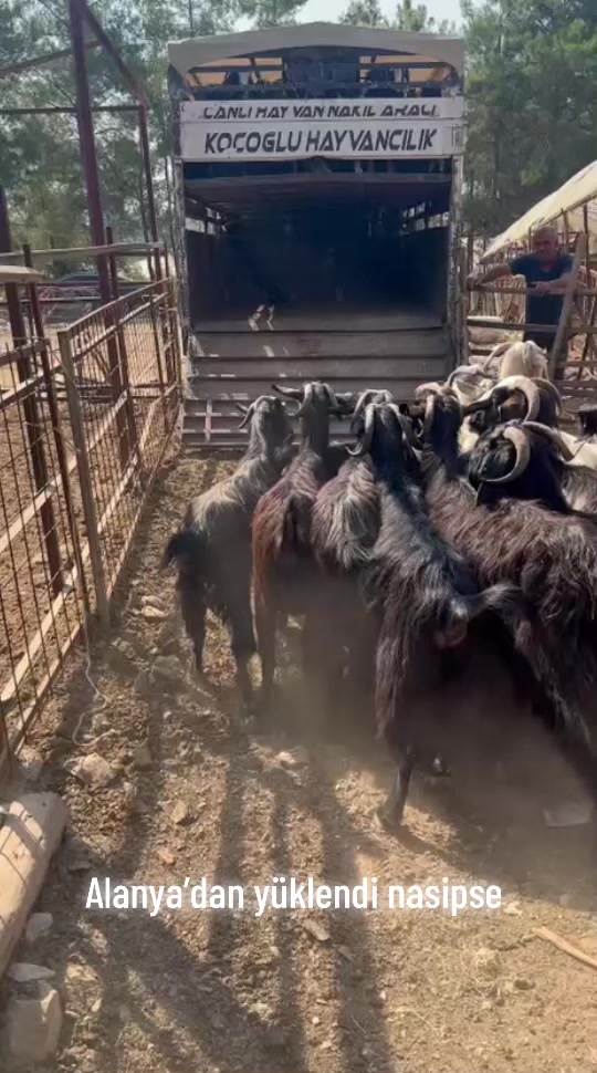 @Mehmet &Uuml;NAL