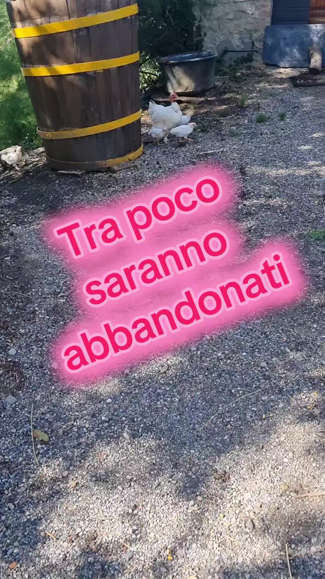 @Il leone e la gallina