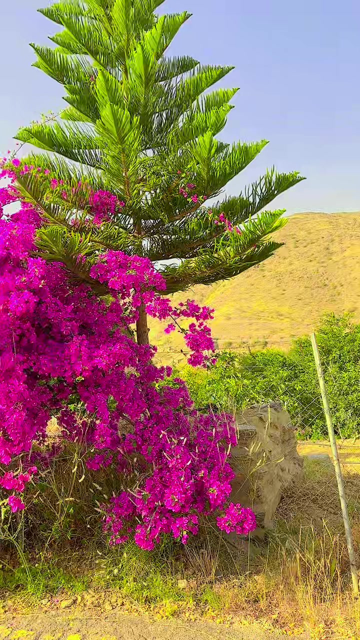 @الزهراني