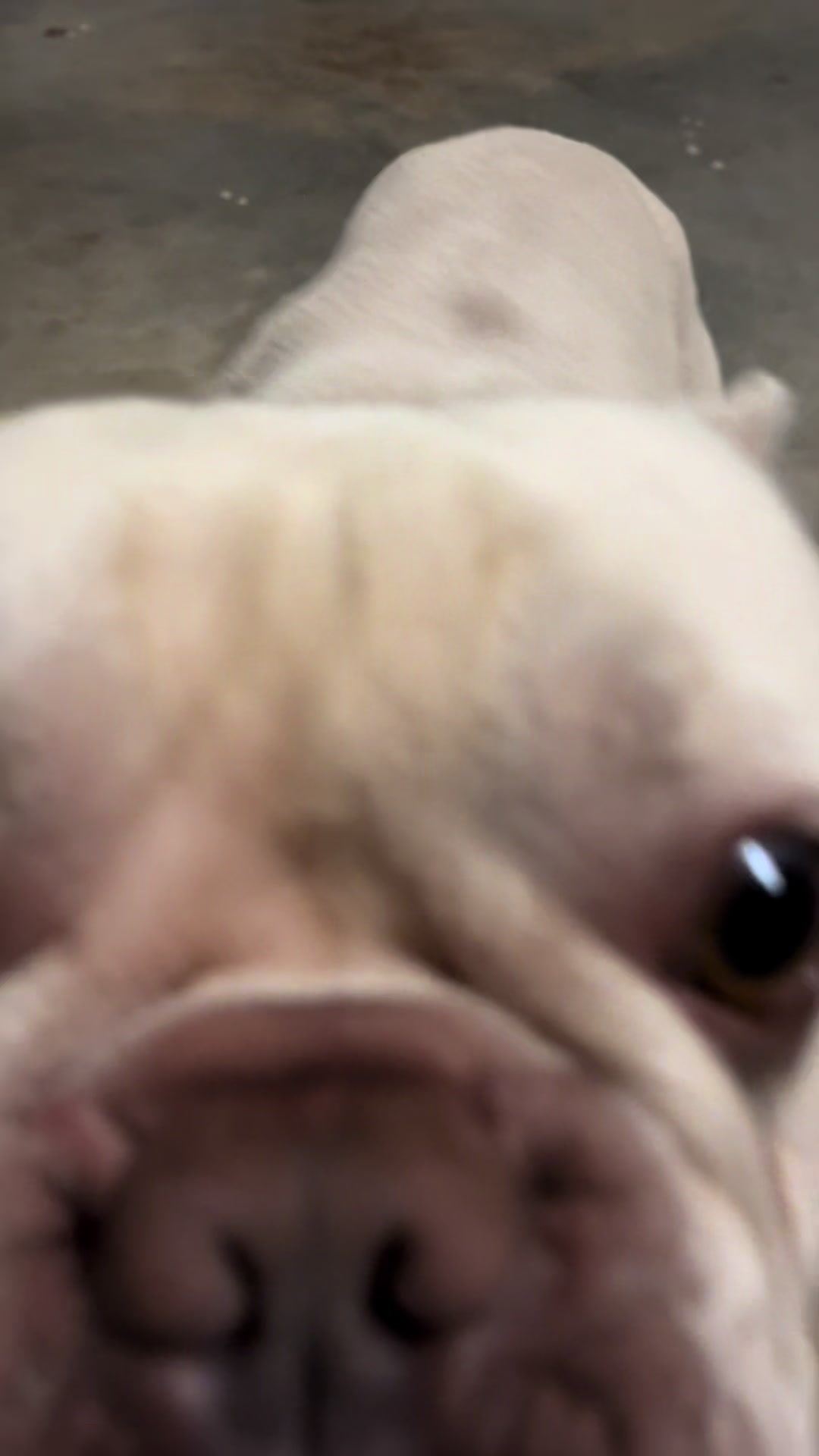 @Shiddy2fiddy