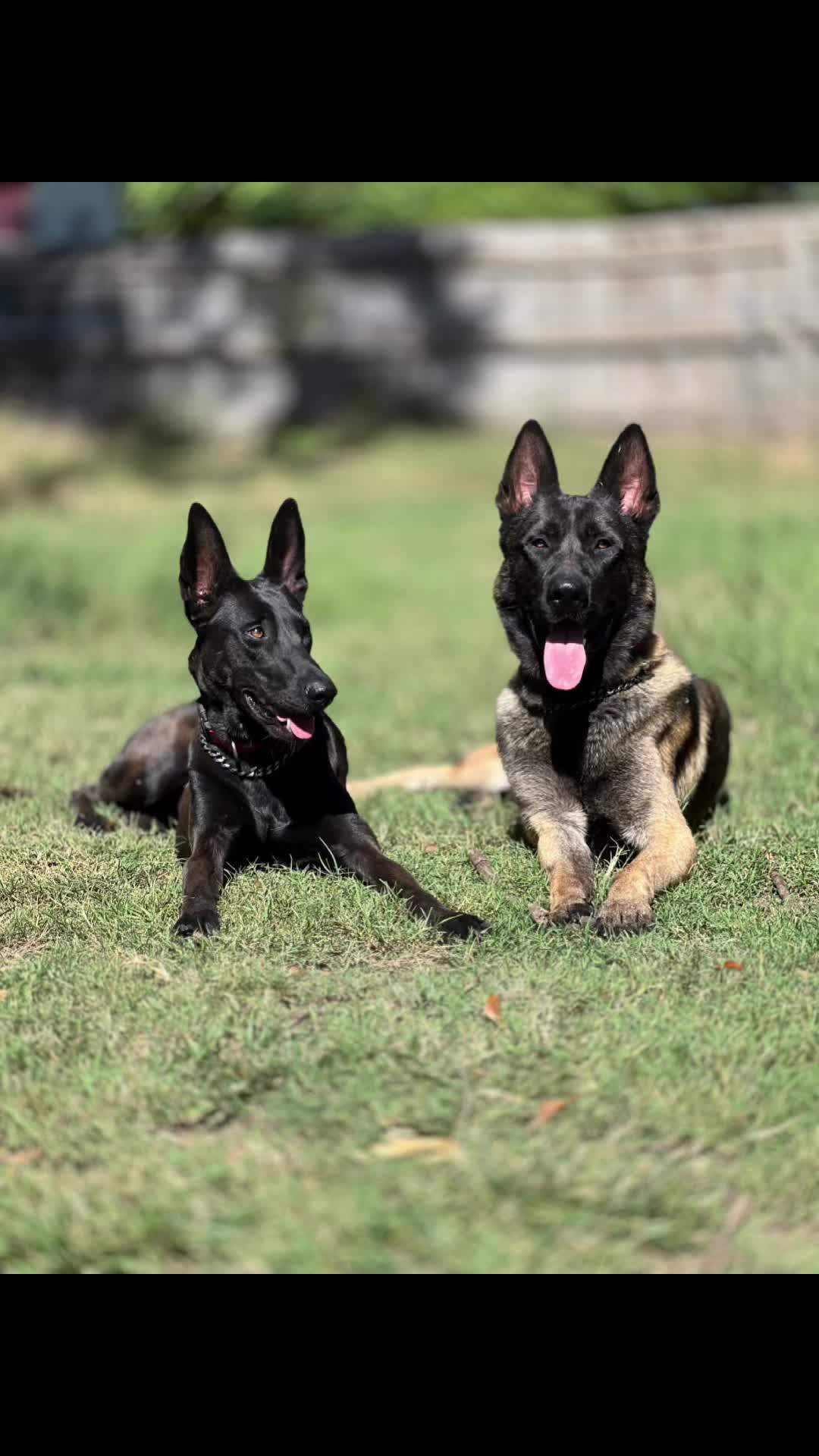 @Malinois Raptor