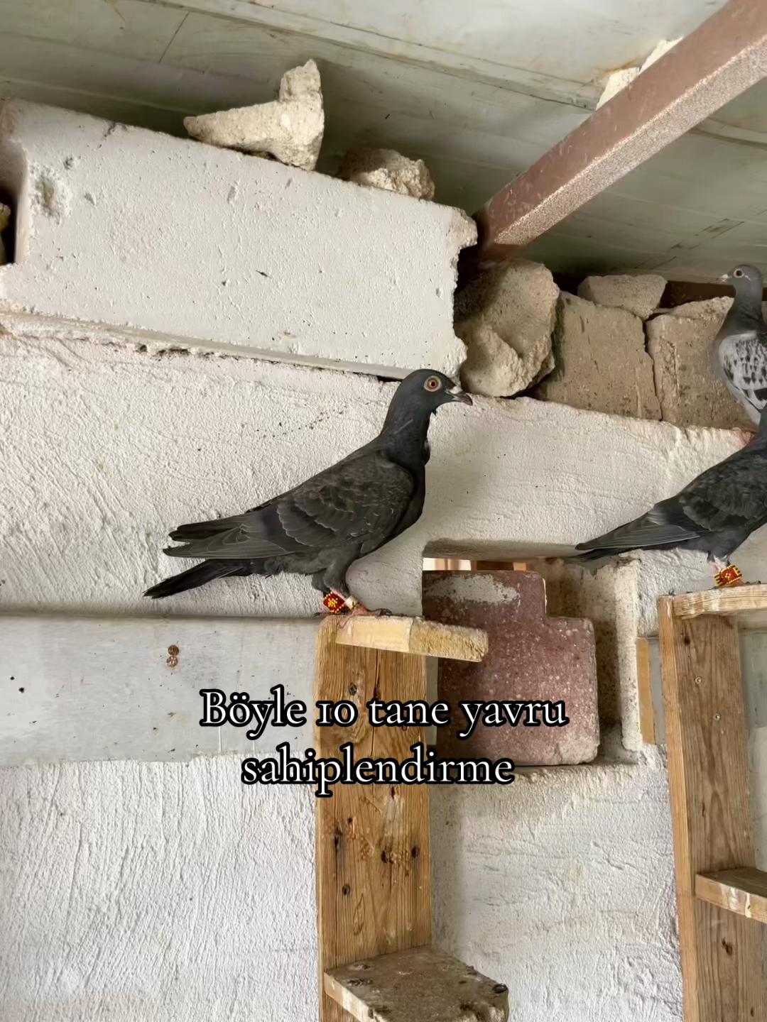 @Abdul Reşit Arıcak