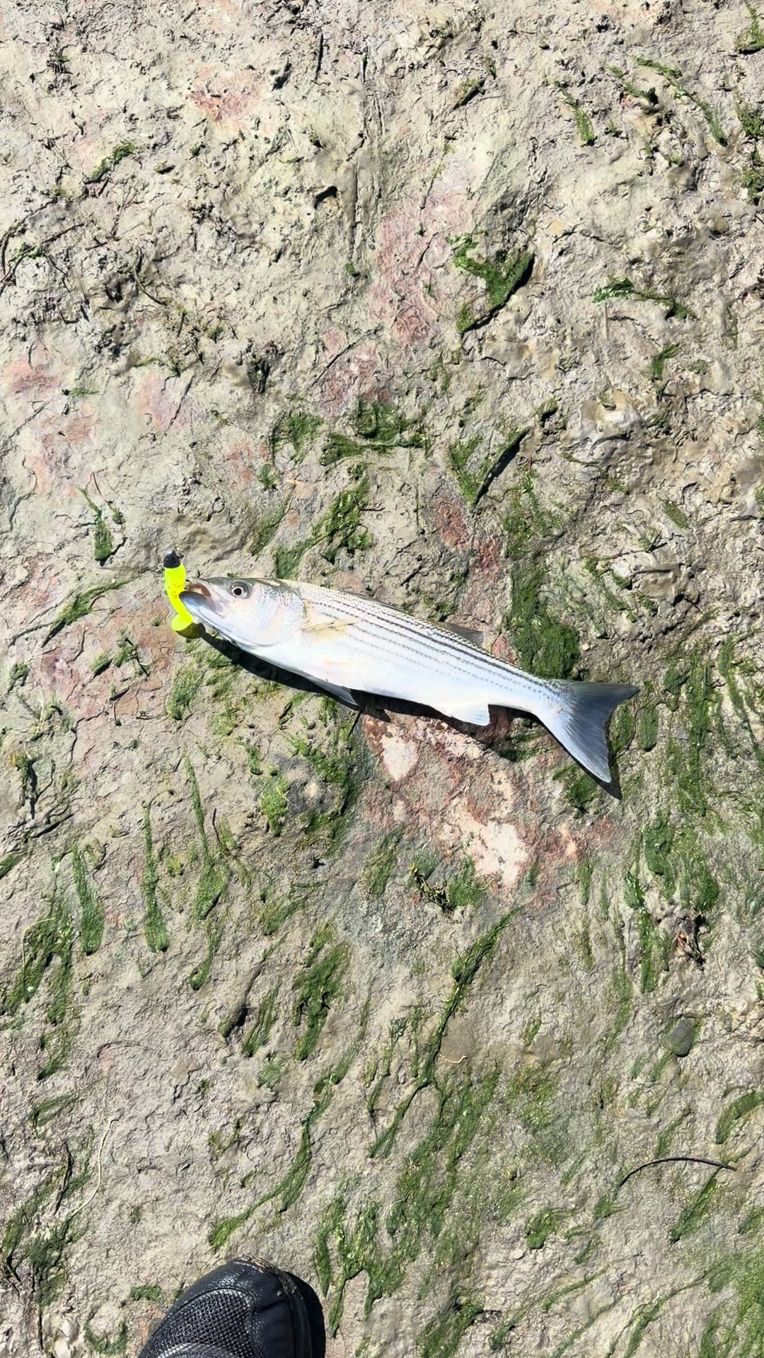 @Justfishnn510