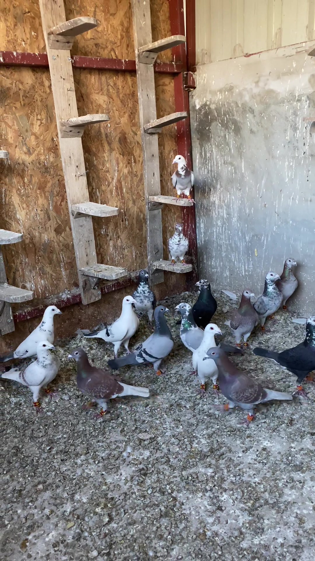 @🔥KAROCU KARDEŞLER 🔥