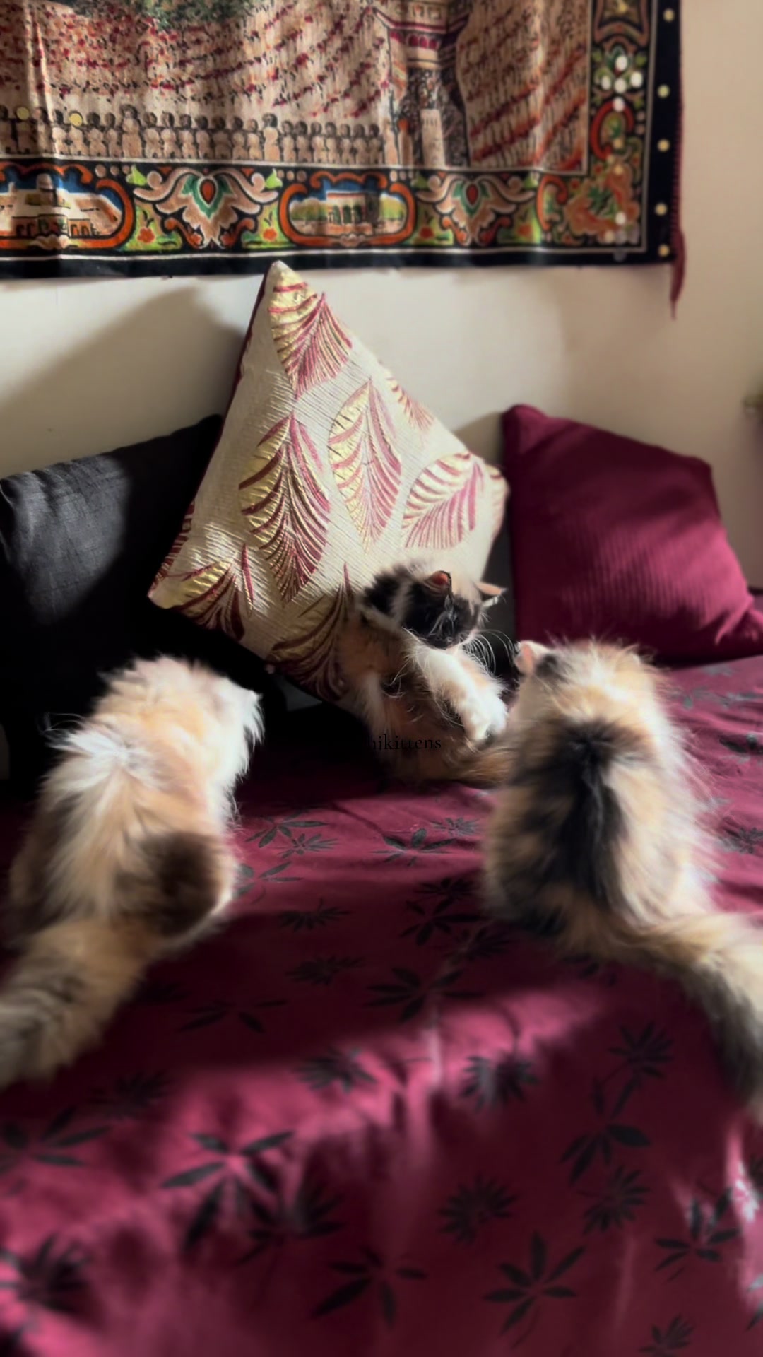 @karachikittens
