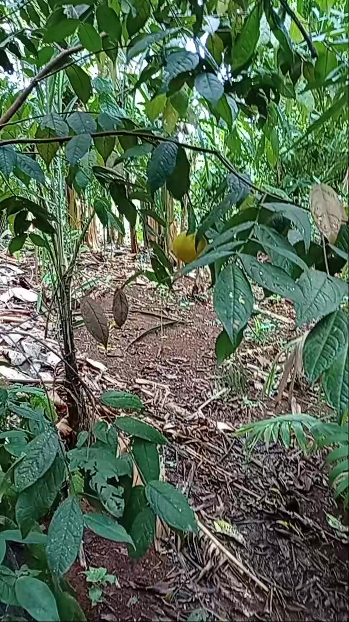 @🦜Edmilson da Serra🦜