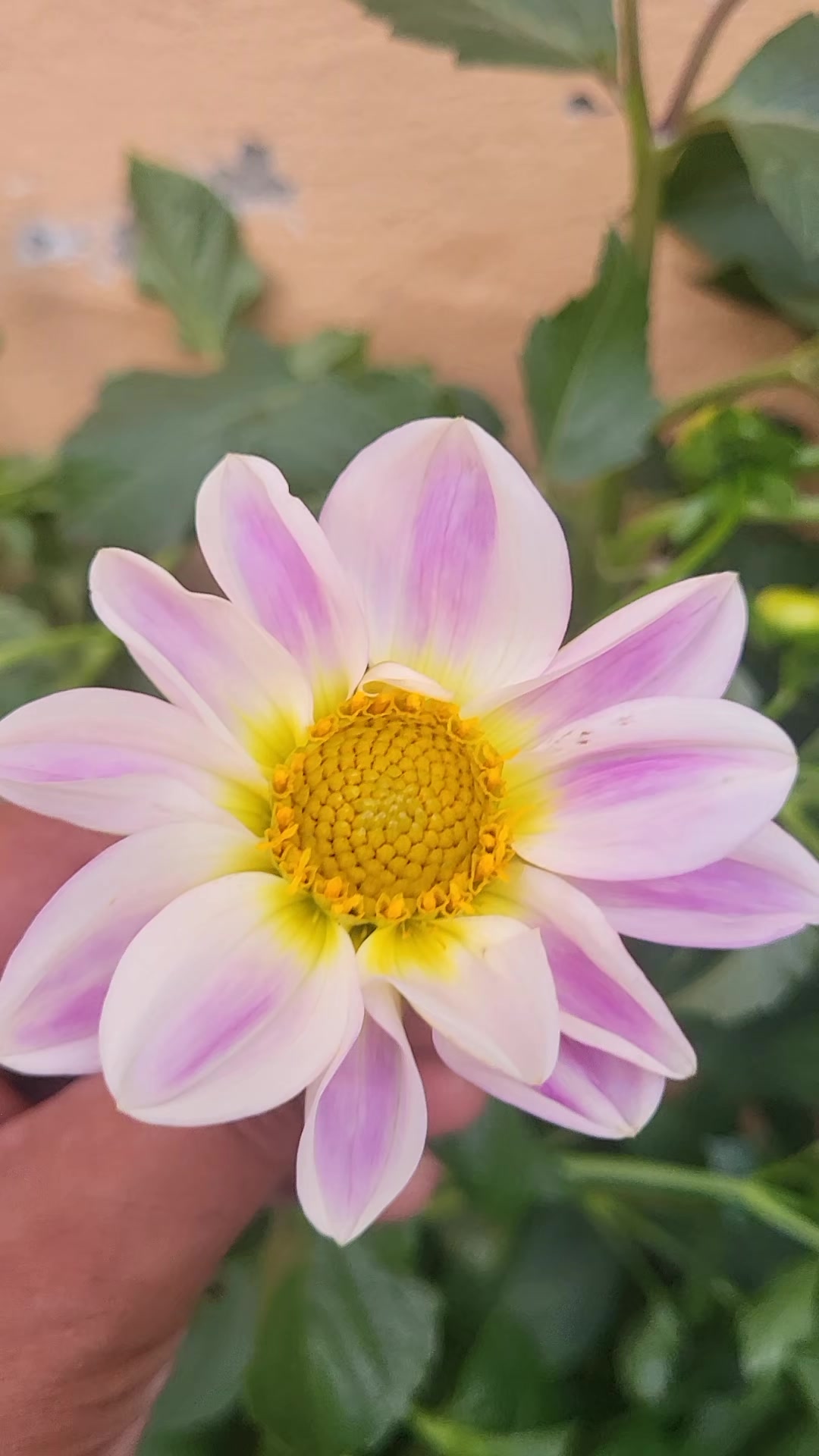 @MairajHeer