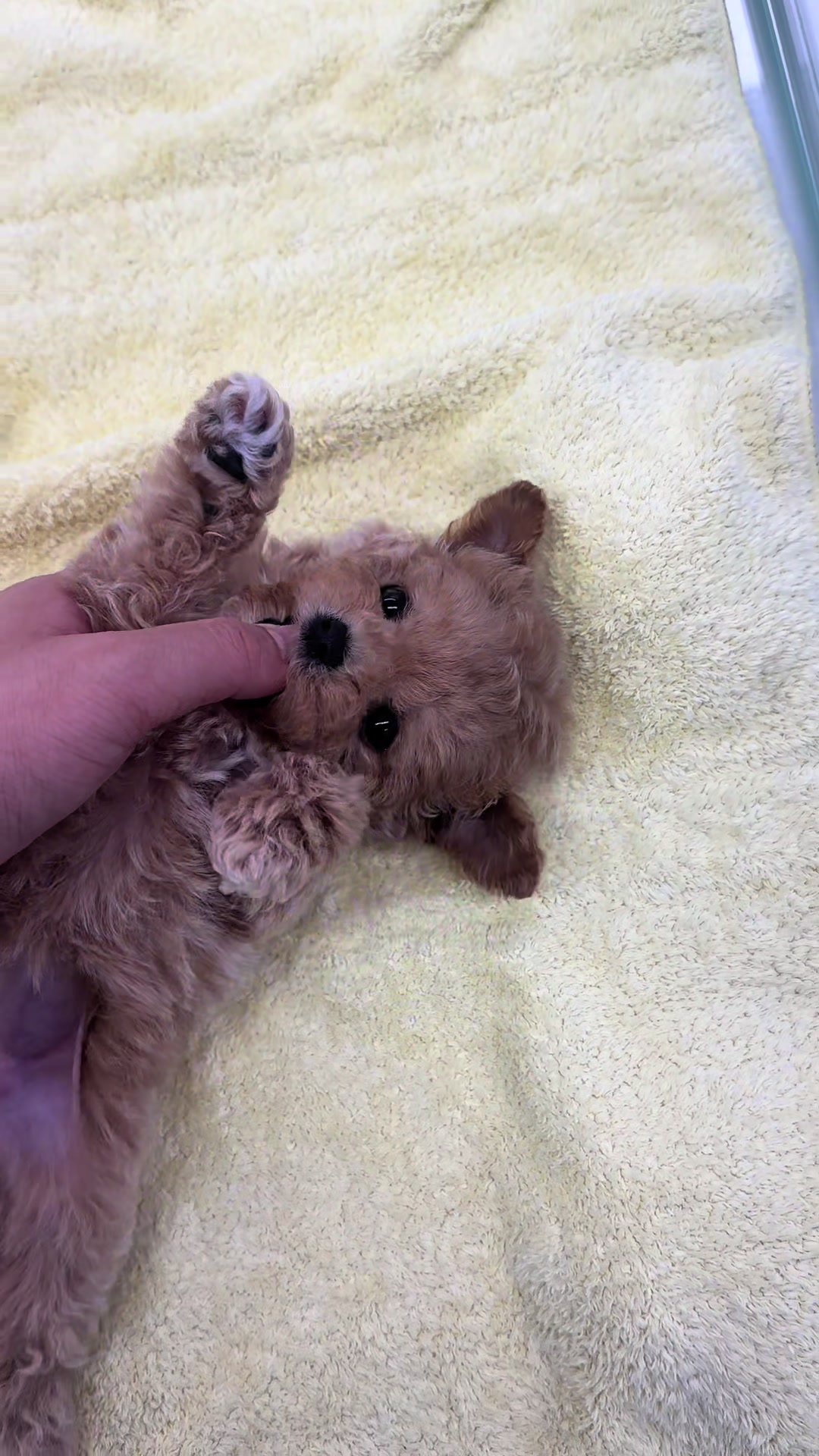 @buddydog222