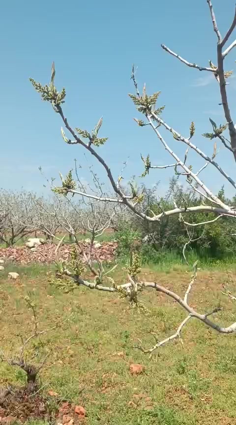 @Memocan