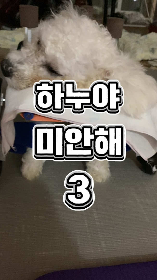 @한조니 Shelly