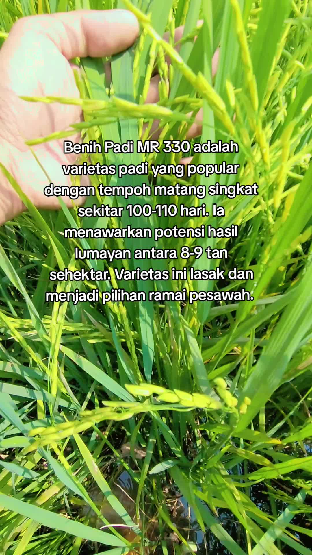 @FARISPAUPANAS