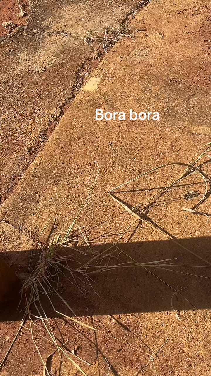 @veronicaxavier834