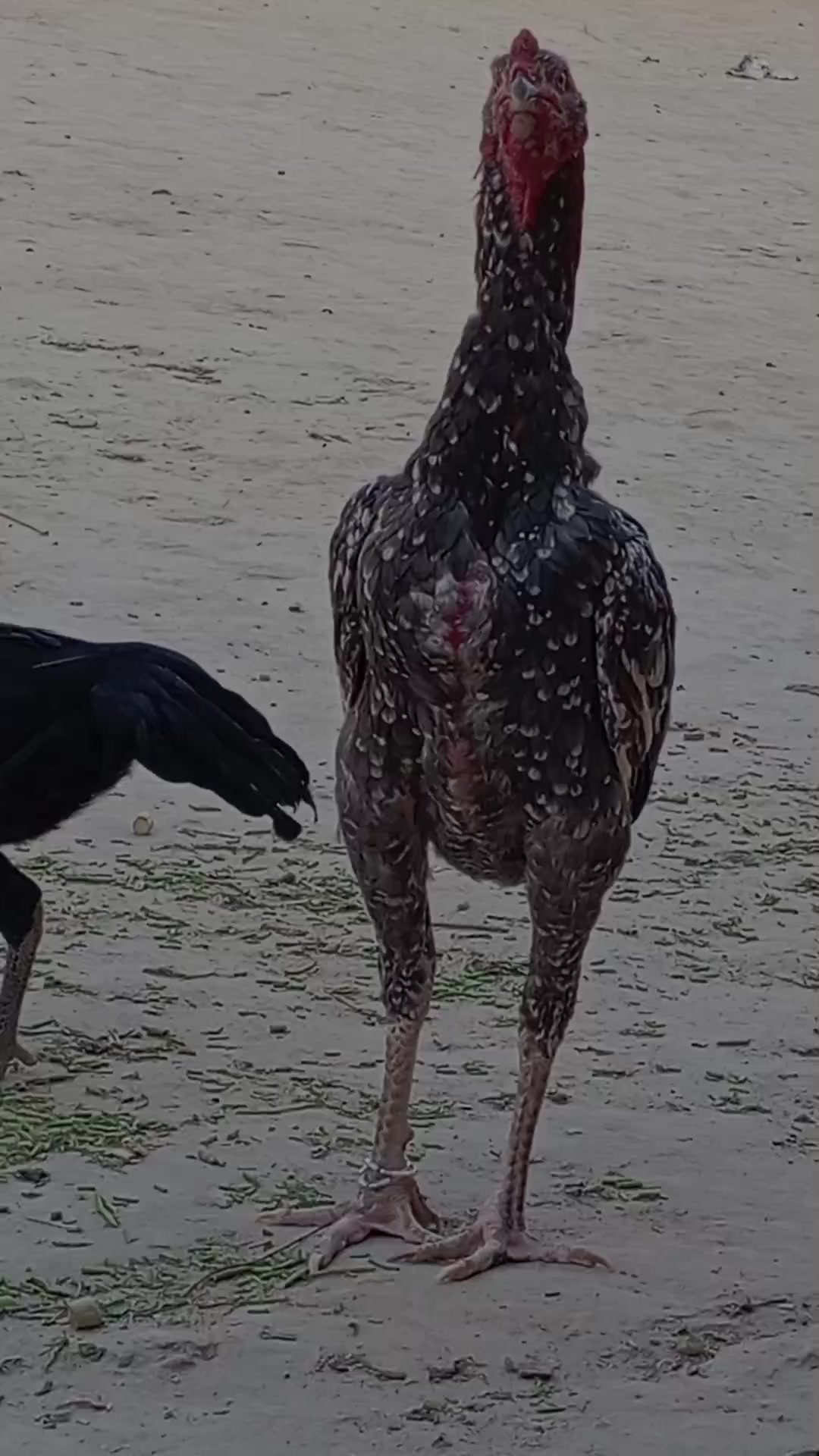 @ČĤ&Aacute;ŃĎŐ Ĵ&Aacute;ŤŤ