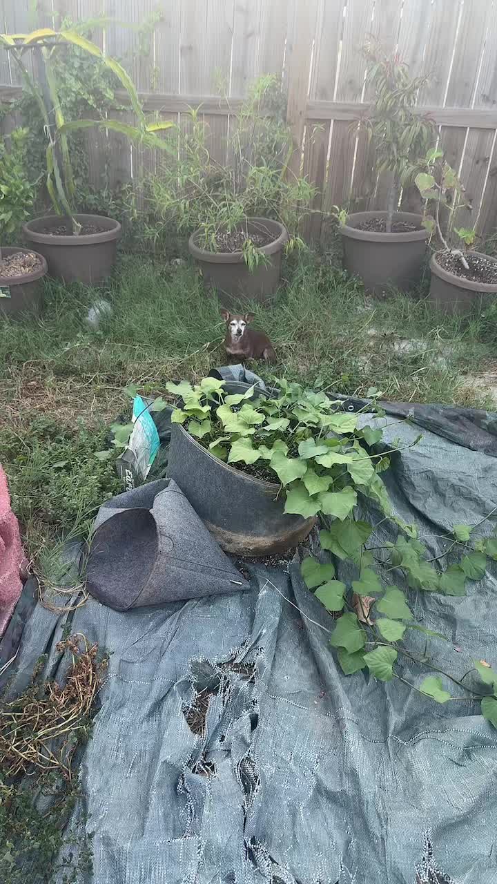 @themagicvalleygardener